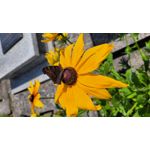Selbst von Nutzern gemachte Bilder Samsung Galaxy S20 FE 5G