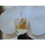 Imágenes de los usuarios Samsung Galaxy S20+ 5G Dual SIM Imágenes de los usuarios Samsung Galaxy S20+ 5G Dual SIM