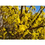 Imágenes de los usuarios Samsung Galaxy S20+ 5G Dual SIM Imágenes de los usuarios Samsung Galaxy S20+ 5G Dual SIM