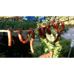 FOTO'S VAN DEZE TELEFOON