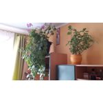 FOTOS AUS DIESEM HANDY