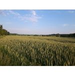 ФОТКИ СНЯТЫЕ ДАННЫМ МОБИЛЬНИКОМ