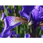 ФОТКИ СНЯТЫЕ ДАННЫМ МОБИЛЬНИКОМ