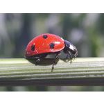 ФОТКИ СНЯТЫЕ ДАННЫМ МОБИЛЬНИКОМ