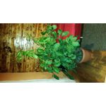 PICTURES FROM THIS PHONE