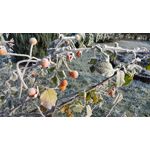 來自這款手機的圖片