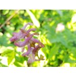 PICTURES FROM THIS PHONE