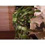 Fotos de usuários Samsung Galaxy Tab A 10.1 2019 SM-T515