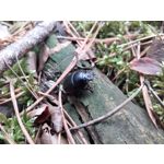 PICTURES FROM THIS PHONE