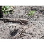 FOTOS AUS DIESEM HANDY