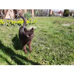 用户照片 Samsung Galaxy XCover Pro Dual SIM