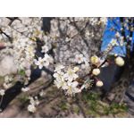 用户照片 Samsung Galaxy XCover Pro Dual SIM