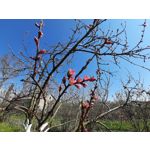 用户照片 Samsung Galaxy XCover Pro Dual SIM