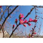 用户照片 Samsung Galaxy XCover Pro Dual SIM