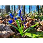 用户照片 Samsung Galaxy XCover Pro Dual SIM