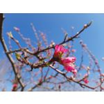 用户照片 Samsung Galaxy XCover Pro Dual SIM