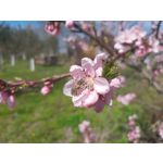 用户照片 Samsung Galaxy XCover Pro Dual SIM