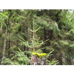 Fotos de usuários Samsung Galaxy Z Fold 3 Fotos de usuários Samsung Galaxy Z Fold 3