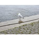 Fotos de usuários Samsung Galaxy Z Fold 3 Fotos de usuários Samsung Galaxy Z Fold 3