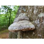 Fotos de usuários Samsung Galaxy Z Fold 3 Fotos de usuários Samsung Galaxy Z Fold 3