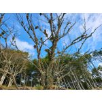 Fotos de usuários Samsung Galaxy Z Fold 3 Fotos de usuários Samsung Galaxy Z Fold 3