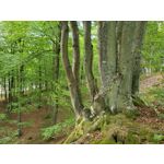 Fotos de usuários Samsung Galaxy Z Fold 3 Fotos de usuários Samsung Galaxy Z Fold 3