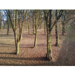 PICTURES FROM THIS PHONE