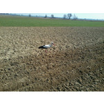 來自這款手機的圖片