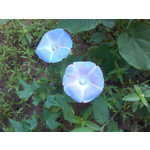 來自這款手機的圖片