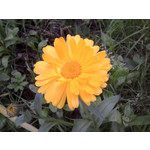 FOTO'S VAN DEZE TELEFOON