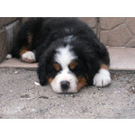 FOTO'S VAN DEZE TELEFOON