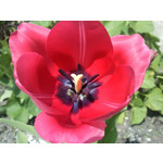 LAS FOTOS HECHAS CON ESTE TELÉFONO