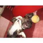 FOTO'S VAN DEZE TELEFOON