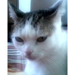 FOTO FATTE CON QUESTO TELEFONO