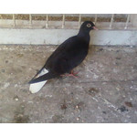 FOTO FATTE CON QUESTO TELEFONO