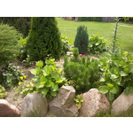 FOTO FATTE CON QUESTO TELEFONO