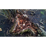 來自這款手機的圖片