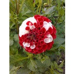 来自这款手机的图片