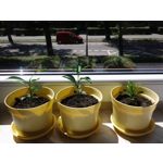 來自這款手機的圖片