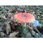 PICTURES FROM THIS PHONE