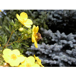 Les photos des utilisateurs Samsung GT-S7220 Ultra