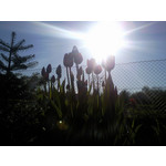 Les photos des utilisateurs Samsung GT-S7220 Ultra