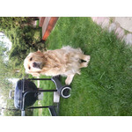 Les photos des utilisateurs Samsung GT-S7220 Ultra