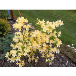 Les photos des utilisateurs Samsung GT-S7220 Ultra