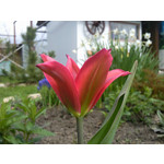 Les photos des utilisateurs Samsung GT-S7220 Ultra