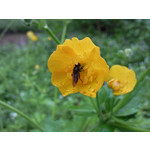 Les photos des utilisateurs Samsung GT-S7220 Ultra