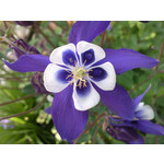 Les photos des utilisateurs Samsung GT-S7220 Ultra