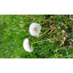 ФОТКИ СНЯТЫЕ ДАННЫМ МОБИЛЬНИКОМ