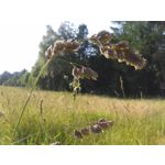 ФОТКИ СНЯТЫЕ ДАННЫМ МОБИЛЬНИКОМ