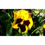 Pictures by this phone Samsung GT-S8500 Wave